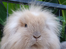 Baby lops available now