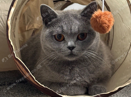 Female British shorthair