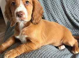 Stunning Extensive health tested cocker spaniel puppies
