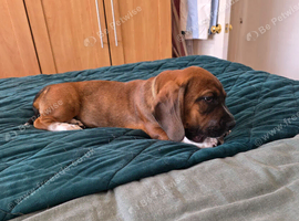 Puppy Basset cross