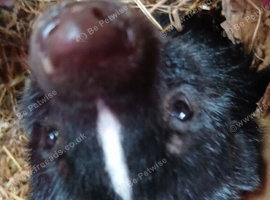 Skunks for sale