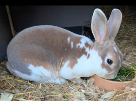 mini rex buck for sale