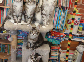 TICA Registered Maine Coon Kittens, Both parents DNA tested Negative.