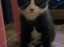 Male kitten