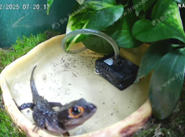 2 Red Eye Crocodile Skinks for Sale