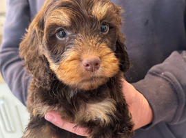 Cockapoo