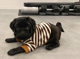 Socialised Pug Puppies