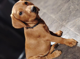 Ready/vet checked Fox red labradors