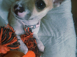 8 week old female Chihuahua