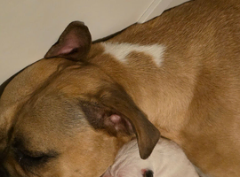 American bulldog/xl bulldog puppies
