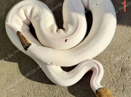 Black pastel leopard pied ball python