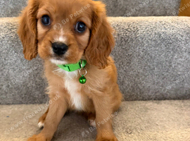 Health tested cavalier King Charles