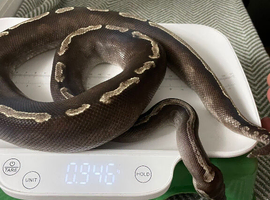 Lots of snakes for Rehome have some vivs