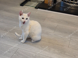 White male cat