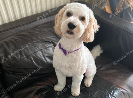 Male cockapoo for sale