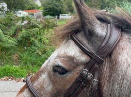 Summer 12.2 dartmoor hill pony for sale