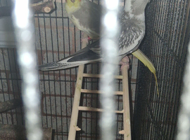 2 cockatiels and cage