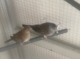 Diamond doves