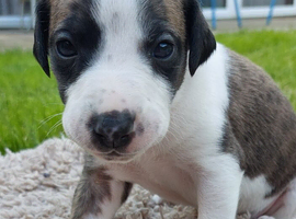 2 Brackenswift puppies available