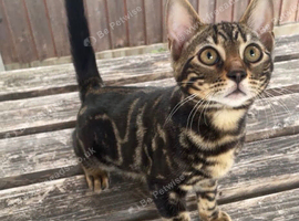 MIXED BENGAL KITTENS FOR SALE