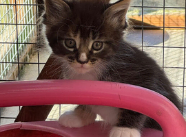 Stunning litter of Maine coon kittens all hand reared LAST GIRL READY NEXT WEEKEND