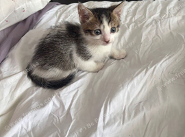 Kitten 9 weeks old