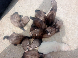 6 baby ferrets