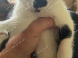 Kitten for sale