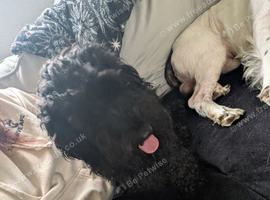 2yr old female cocker poo