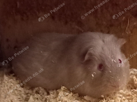 Two male Guinea Pigs for sale