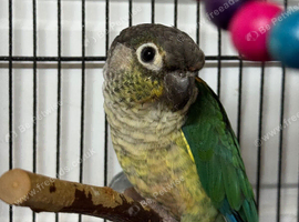 Young conure