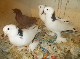 TUBLERS FOR SALE..