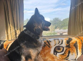 Kc reg German shepherd pups