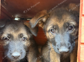 Last female German shepherd puppy