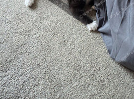 6 month old black and white kitten