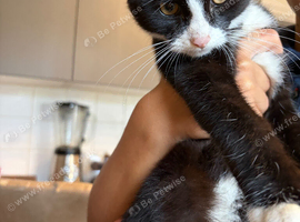 Make kitten needs a new home