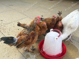 Frizzle Bantam Chicks