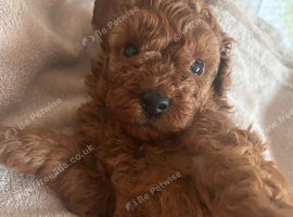 Toy poodle 1 boy 1 girl available only