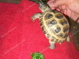 Lucky the tortoise