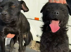 Patterdale Terrier