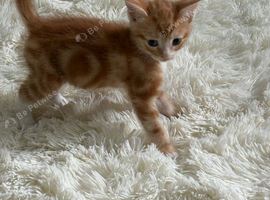 Beautiful male kitten