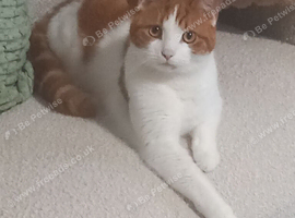 Ginger male 1year old for rehoming