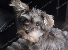 Schnauzer X Yorkshire Terrier