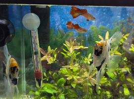 Tropical fish with full set up