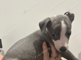 Beautiful pedigree whippet puppies