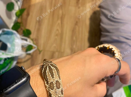 Adult male western hognose Viv included
