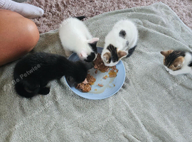 3 kittens for sale