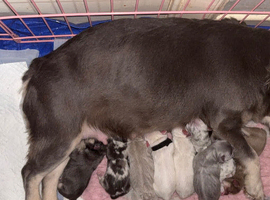 French bulldog puppies