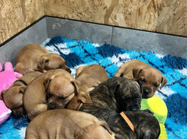 Red and brindle Staffordshire bull terrier puppies
