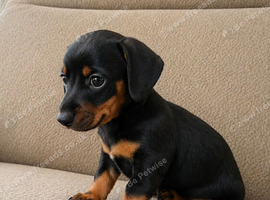 Miniature dachshund boys